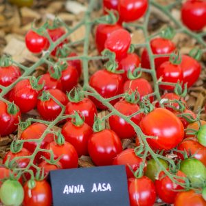 ANNA AASA - ANNA AASA RED