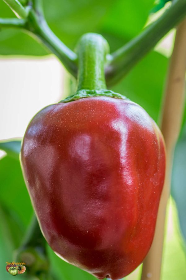 BOLA - CASCABEL - Image 6