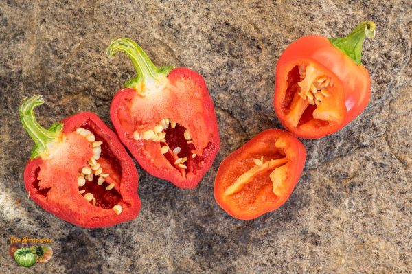 BOLA - CASCABEL - Image 5