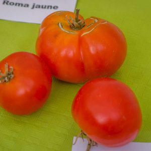 morkovnii carrot like