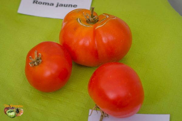 morkovnii carrot like
