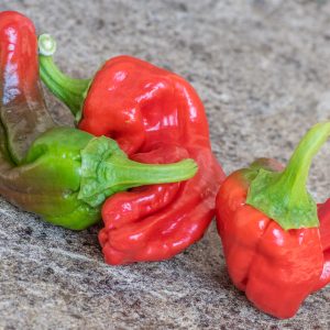 criolla de cocina 21 août 2018