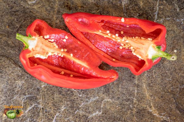 ELEPHANT EAR - Image 6