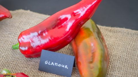 GLAMUR