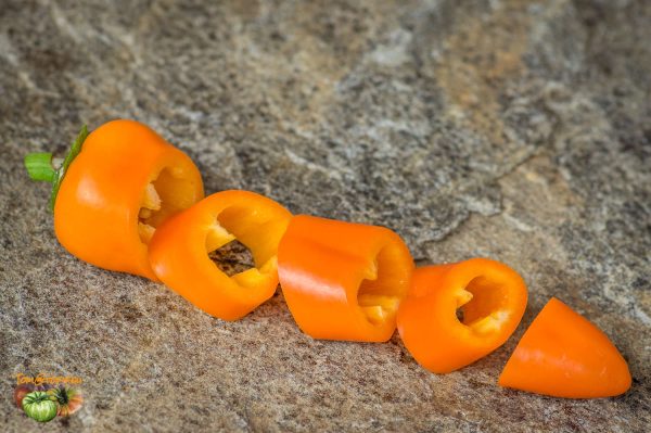 LUNCHBOX ORANGE - Image 5