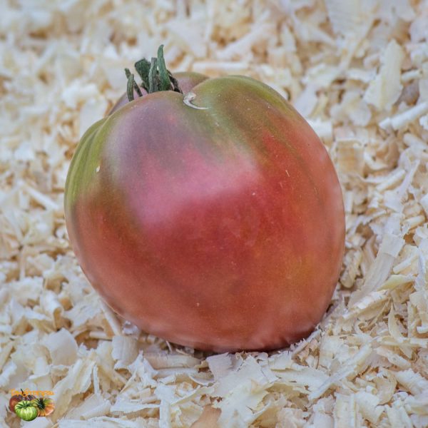 purpur isonica