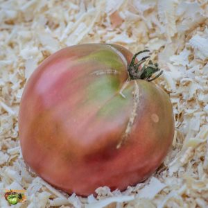 purpur isonica