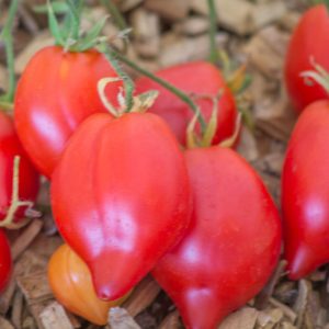 rote herztomate
