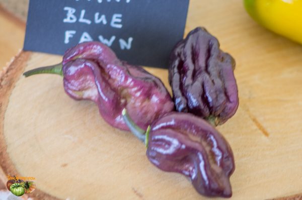 yaki blue fawn piment 11 septembre 2016
