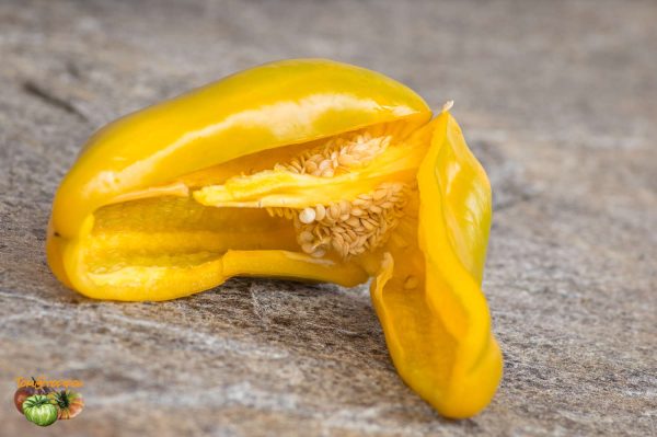 NOCERA GIALLO - Image 6
