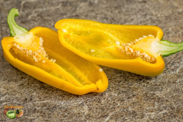 NOCERA GIALLO - Image 7