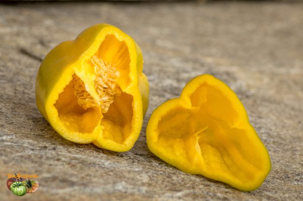 NOCERA GIALLO - Image 8