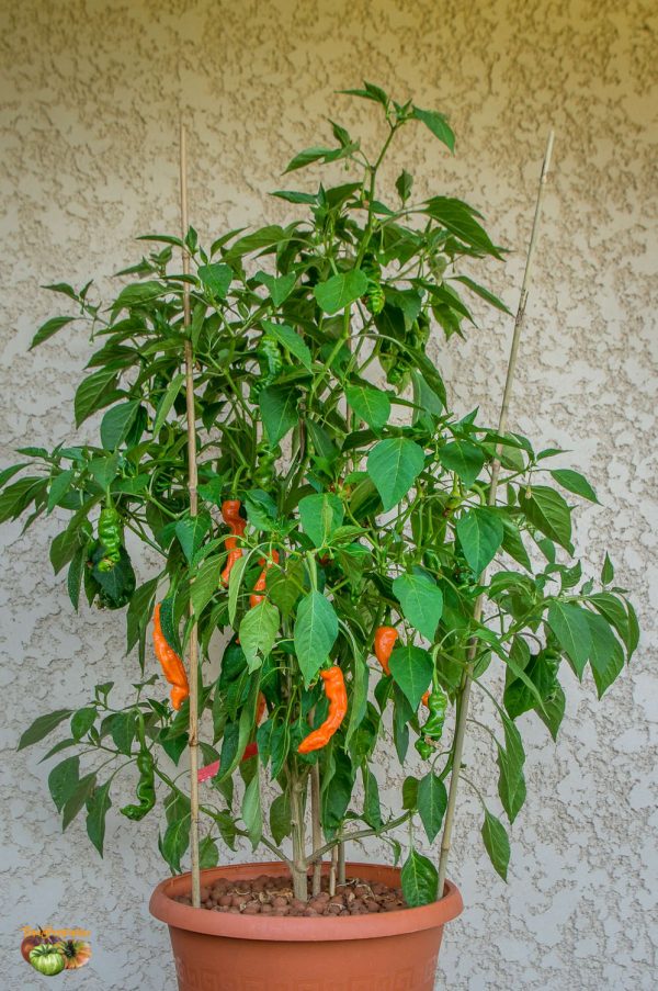 ORANGE PETER PEPPER - Image 6