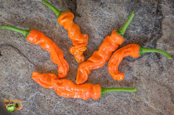 ORANGE PETER PEPPER - Image 3