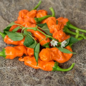 ORANGE PETER PEPPER