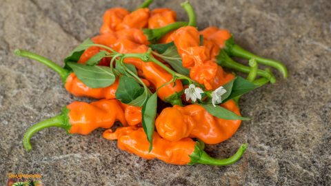 ORANGE PETER PEPPER