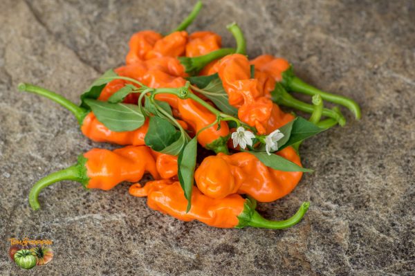 ORANGE PETER PEPPER