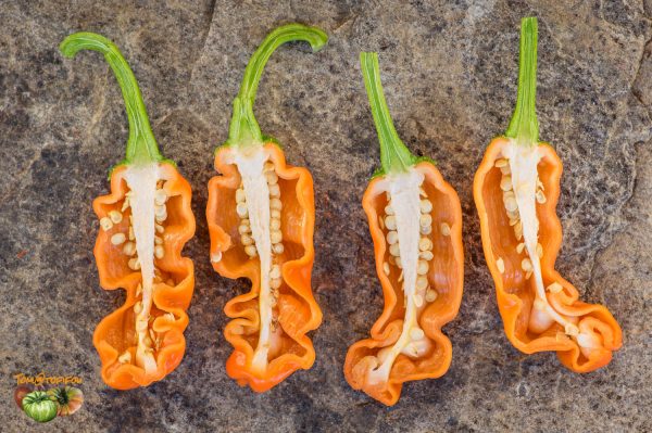 ORANGE PETER PEPPER - Image 4