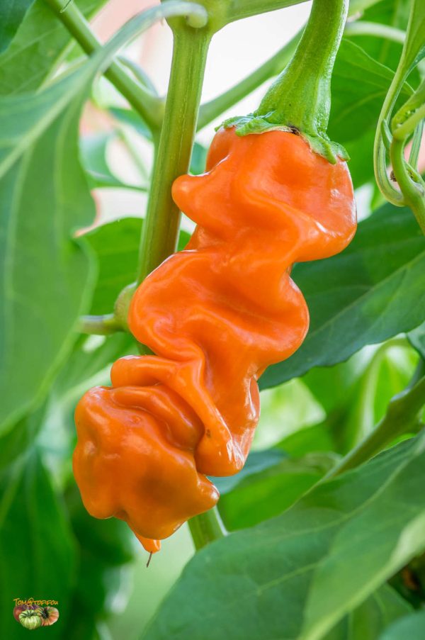 ORANGE PETER PEPPER - Image 5