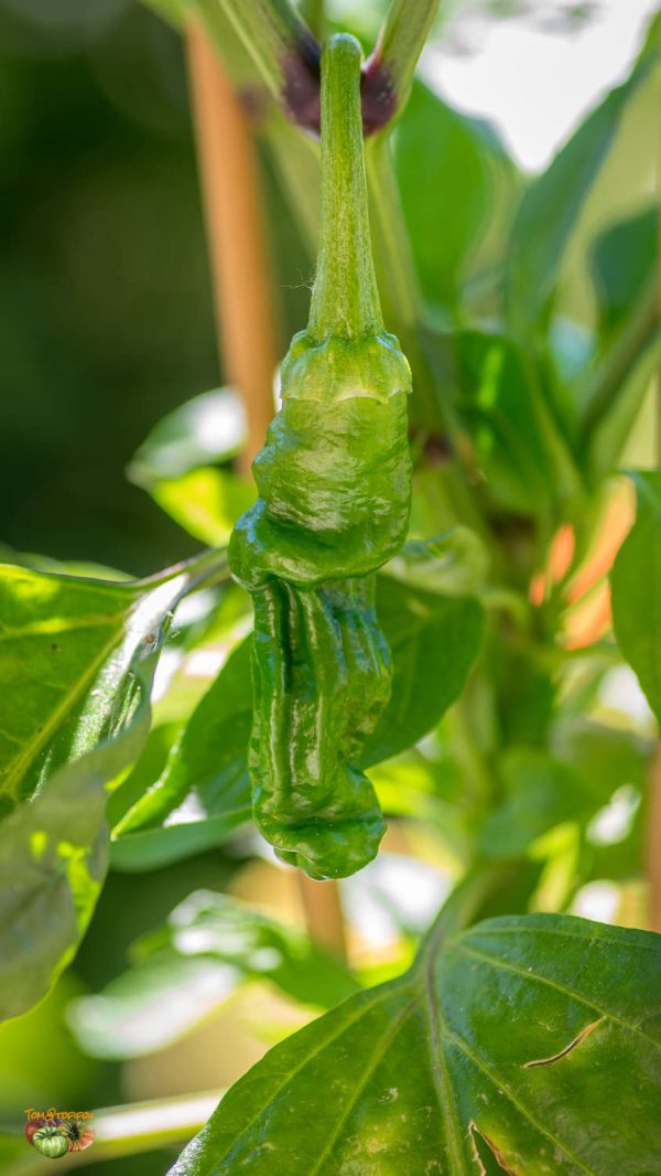 PETER PEPPER - Image 5