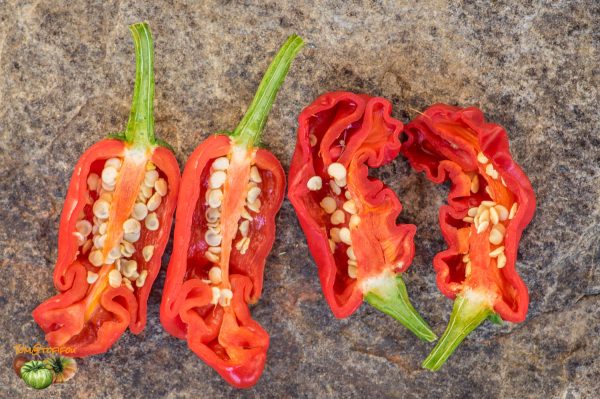 PETER PEPPER - Image 4