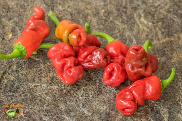 PETER PEPPER - Image 3