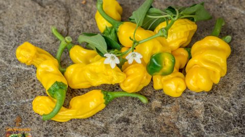 YELLOW PETER PEPPER