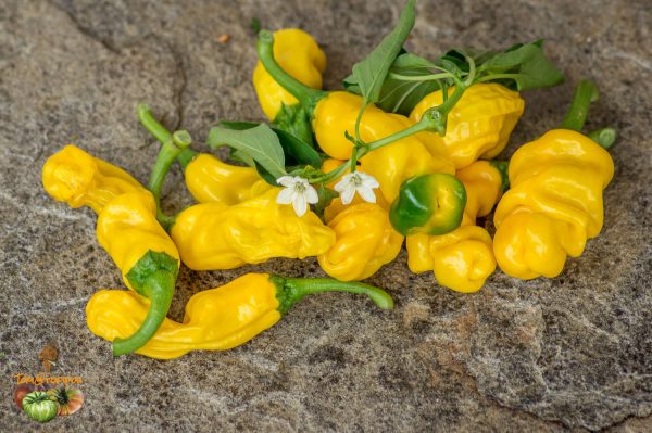 YELLOW PETER PEPPER