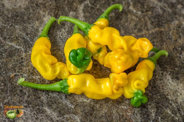 YELLOW PETER PEPPER - Image 3