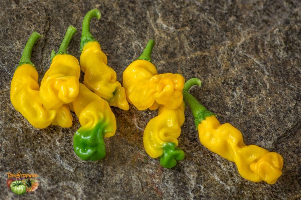 YELLOW PETER PEPPER - Image 4