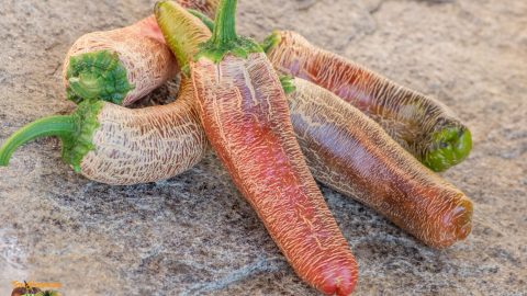 FARMER'S JALAPENO