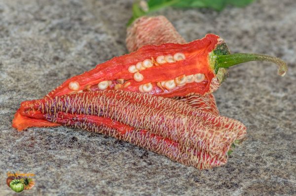 FARMER'S JALAPENO - Image 4