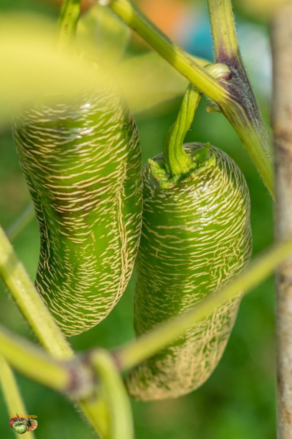 FARMER'S JALAPENO - Image 6