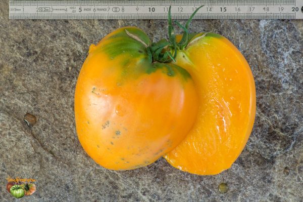 ROSALIE'S EARLY ORANGE - Image 4