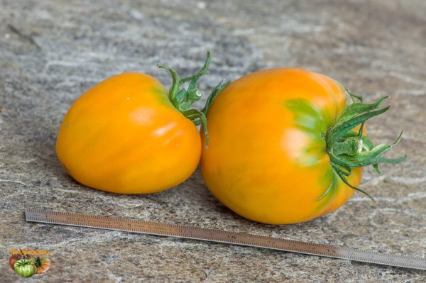 ROSALIE'S EARLY ORANGE - Image 2