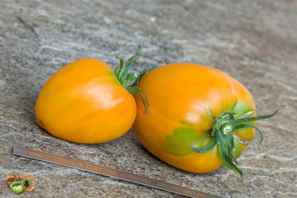 ROSALIE'S EARLY ORANGE - Image 3