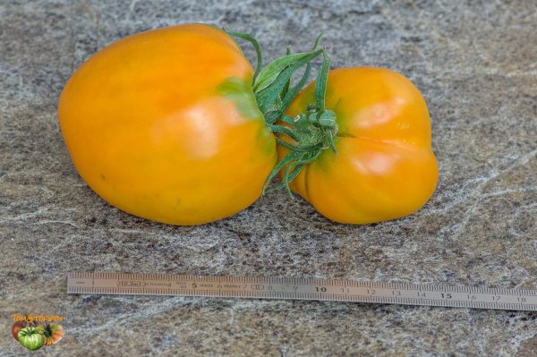 ROSALIE'S EARLY ORANGE