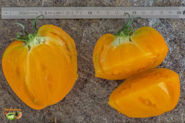 ROSALIE'S EARLY ORANGE - Image 6