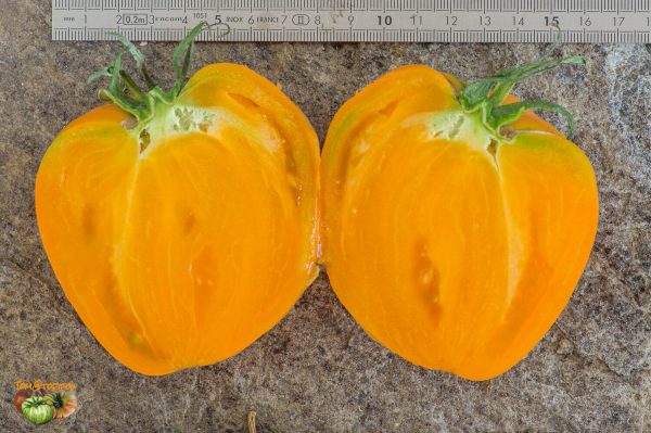 ROSALIE'S EARLY ORANGE - Image 7