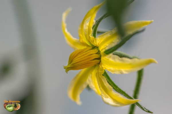 ROSALIE'S EARLY ORANGE - Image 8