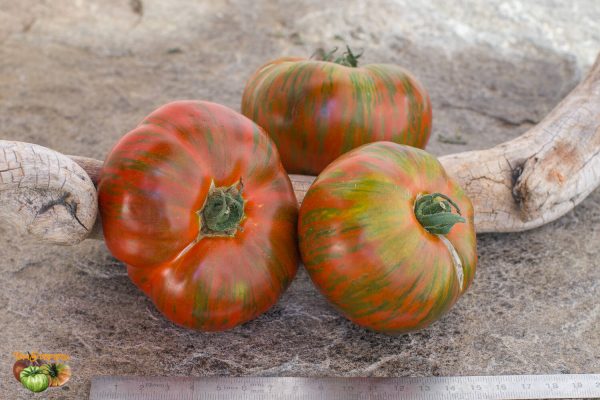 SURPRIZ BEEFSTEAK - Image 4