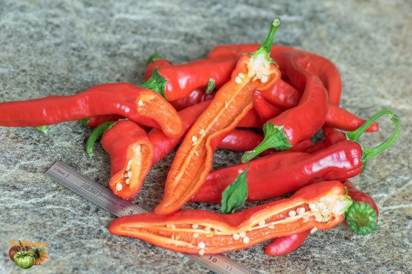 sweet pepper melrose 17 octobre 2018 4