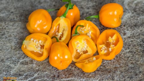 AJI JOBITA