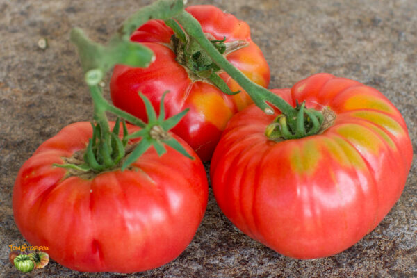 ALBANY GEORGIA HEIRLOOM