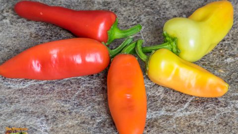 BANANA PEPPER - BANANA CHILI
