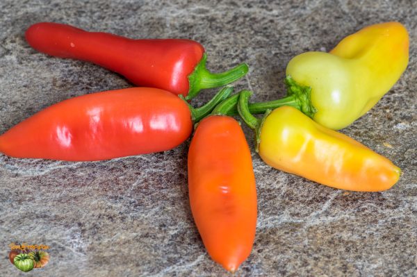 BANANA PEPPER - BANANA CHILI