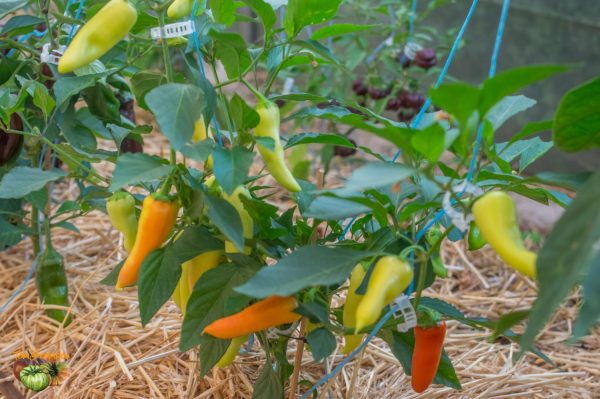 BANANA PEPPER - BANANA CHILI - Image 6