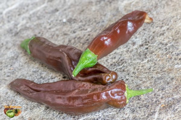 ETHIOPIAN BROWN - Image 3