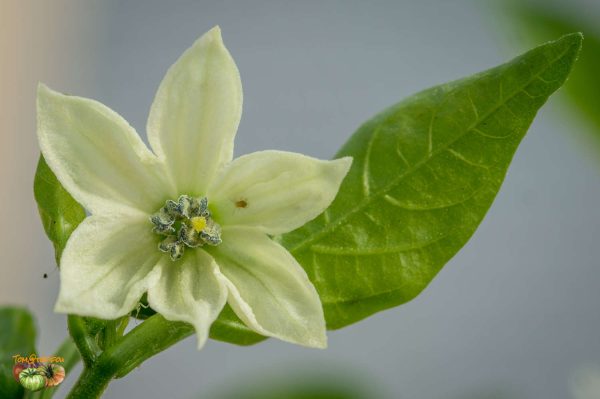 ETHIOPIAN BROWN - Image 6