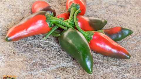GIANT JALAPENO